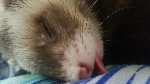 Not a pure cat, but a cat-snake. Aka, ferret. Ferrets do bleps too!! My sister’s boy Smokey(submitte