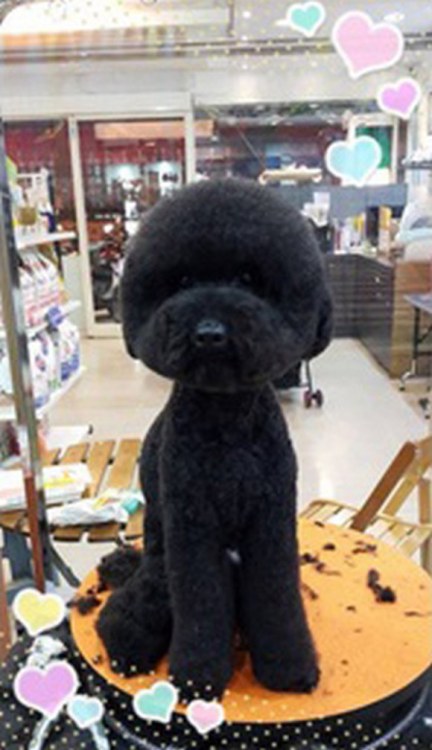 laughingsquid:  Taiwanese Pet Groomers Give Haircuts to Small Dogs to Make Their Heads Appear Perfectly Square or Round