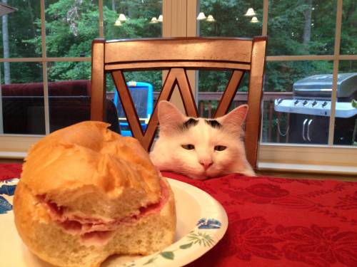 awwww-cute:My aunt’s cat does this at every meal