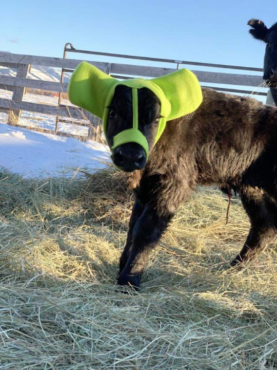 whiteincinite:Baby cow earmuffs are a thing apparently, to protect their lil ears from frostbite