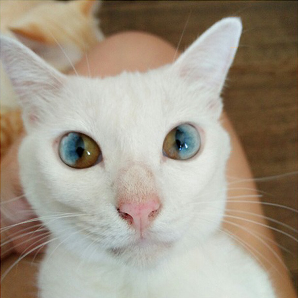 archiemcphee:  These awesome cats all share the same genetic mutation that give them