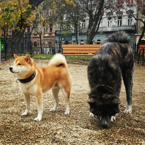 Kuma and Tanuki at the dog park