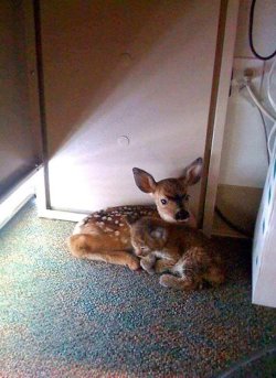 stareandcompaire:  sixpenceee:  “Fawn and bobcat cub found under a desk in office build after California forest fire rolled through.“ Posted by  u/junkyardmessiah    