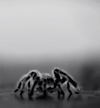 jack-s-world&ndash;fun-action:madam-paradoxsa-deactivated2022:“The itsy bitsy