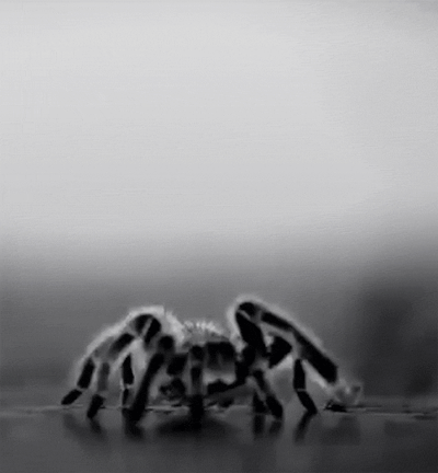 jack-s-world&ndash;fun-action:madam-paradoxsa-deactivated2022:“The itsy bitsy