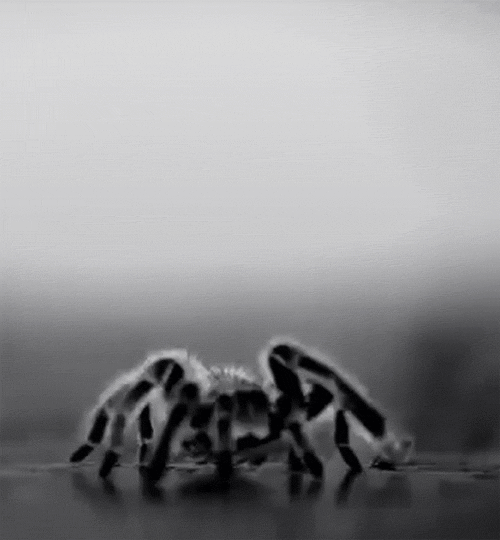 jack-s-world&ndash;fun-action:madam-paradoxsa-deactivated2022:“The itsy bitsy
