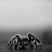 jack-s-world&ndash;fun-action:madam-paradoxsa-deactivated2022:“The itsy bitsy
