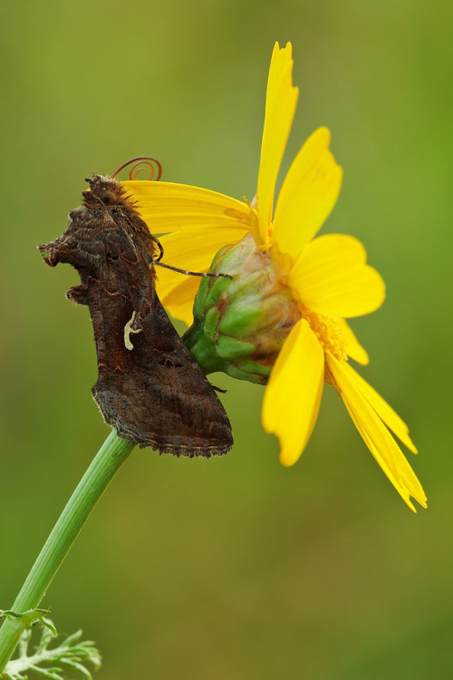 tamarakavalou: Silver Y  Silver Y o Autographa gamma is a migratory moth of the Noctuidae famil