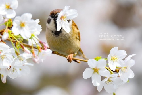 tokyo-sparrows: ‪みんな飲んでるかーい？‬ ‪.‬ 身近な癒しがここに♪. #スズメ写真集『あした、どこかで。１,２,３』 Webで好評発売中 詳しくは→ali