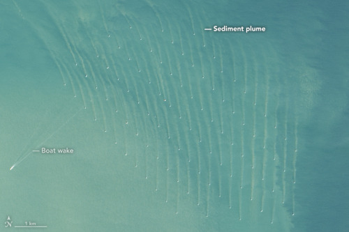 fuckyeahfluiddynamics:  What we we build always has an impact on the environment around us. The white dots you see in the image above are an array of offshore wind turbines, standing in waters 20 to 25 meters deep. The brownish lines extending from each