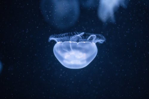 Jellyfish tunnel in Ikebukuro Tokyo (photos from)