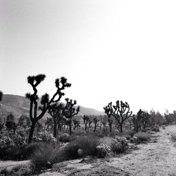 nevrrmoore:  It’s time to go back and get into trouble (at Joshua Tree) 