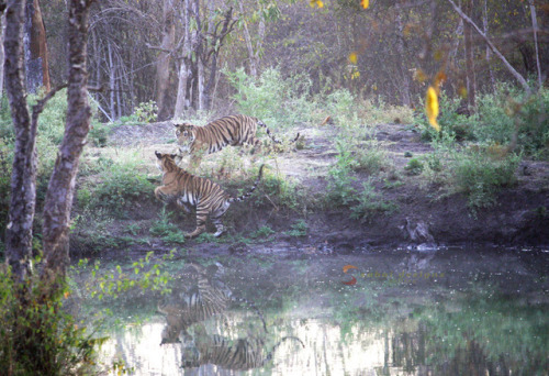 Wild tigers in Nagarhole NP India