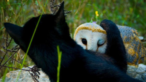 peoplemask:karnythia:moon-selkie:Normally when a black cat encounters a barn owl, one would expect t