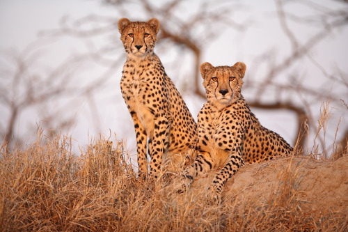 magicalnaturetour: Cheetah Mom and cub by Ryan Jack