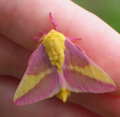 sitarmuffin:So I just learned about Dryocampa rubicunda, or the Rosy Maple Moth. Saw one of these as