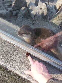animal-factbook:  Otters enjoy physical contacts.