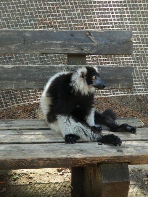 black-and-white ruffed lemur