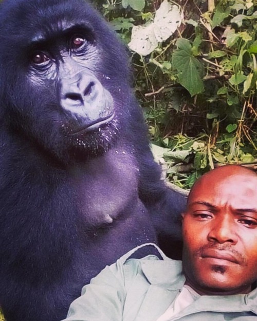 Anti poachers posing with beautiful gorillas! Amazing! Treat all animals with respect! We need them.  (at Hacienda Pèrez-Garcia) https://www.instagram.com/p/BwiMF-TnyEW/?utm_source=ig_tumblr_share&igshid=1eefvb3z81c1v