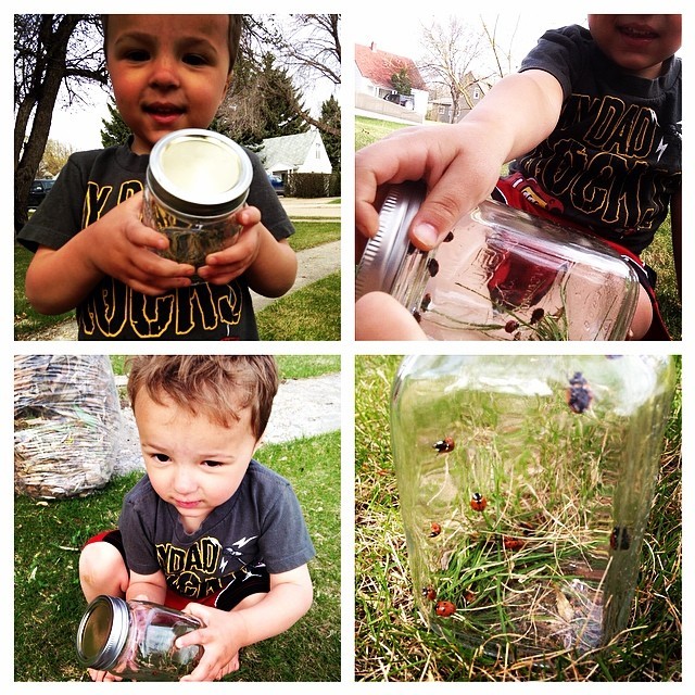 My son loves to look for and catch ladybugs. We put them in a jar, and used to name them but once we got over 15 we ran out of names! #summerfun w/ #remington & @runningmama85