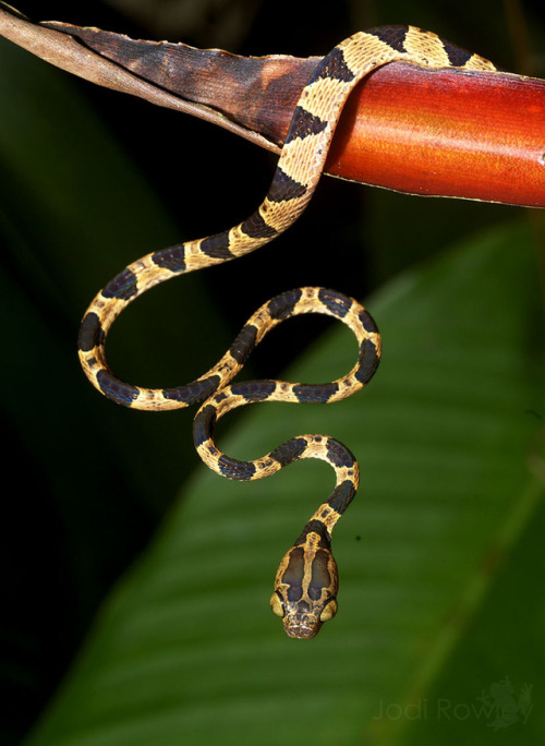 gallusrostromegalus:  end0skeletal:  The fiddle-string snake (Imantodes cenchoa), also known as the blunthead tree snake, is a species of rear-fanged colubrid snake endemic to Mexico, Central America, and South America. They are known for their slender