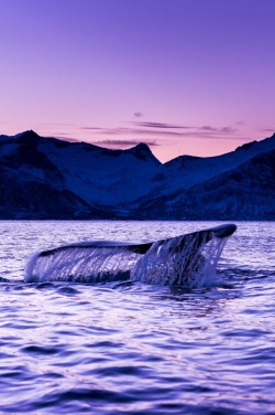 dr4gonland:whale on Senja by Kim Jenssen