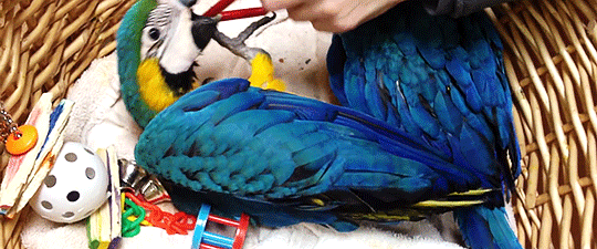 tinysaurus-rex:  misscomstock:  [x]   Baby macaws’ dark eyes always catch me off