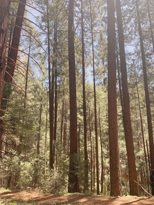 Late mornings at the edge of the Eldorado National Forest are perfect for a relaxing hike among the 