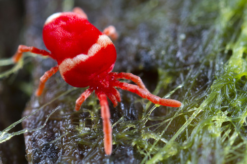 Trombidiformes are fine ‘plush toy’ mites. Free living as adults and parasites in earlier stages. Ac