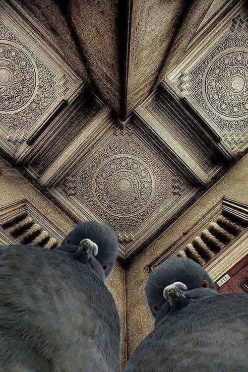 aww-cute-animals:The photographer was lying on the ground, trying to shoot this ceiling. The pigeons