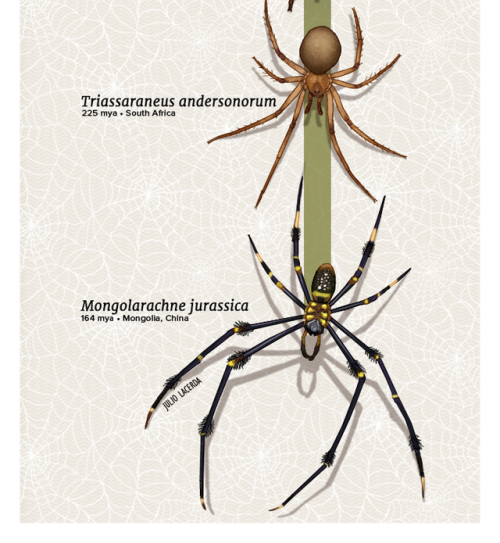 paleoart:Evolution Series: Splendid SpidersSpiders are some of the most diverse and ecologically imp