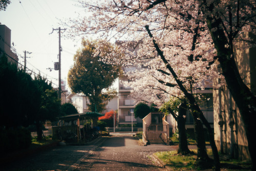 yasu19-67:LEICA Summar 5cm f2／桜日