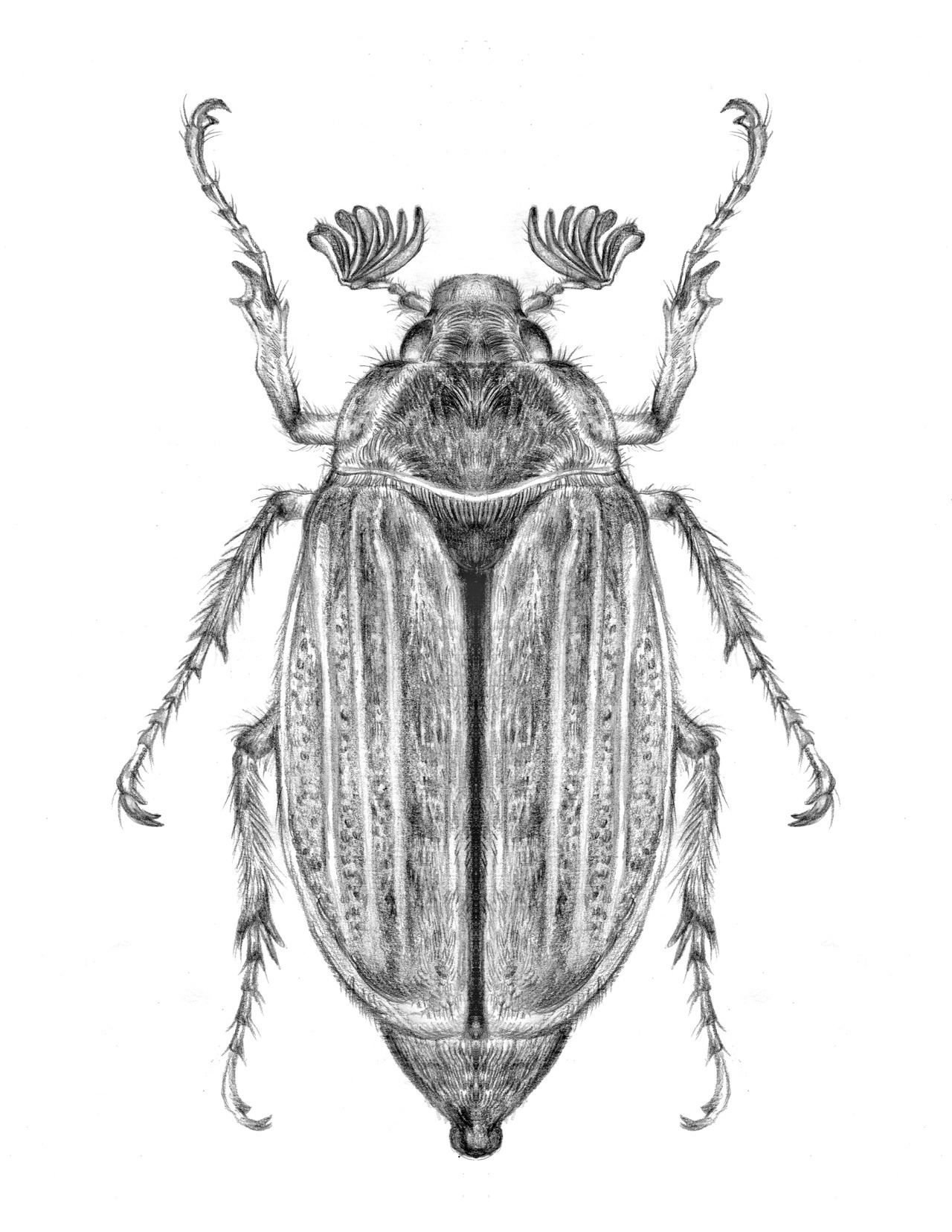 Cockchafer Beetle