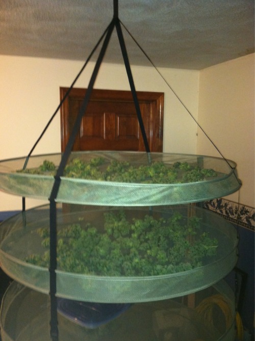 Drying out the dank~