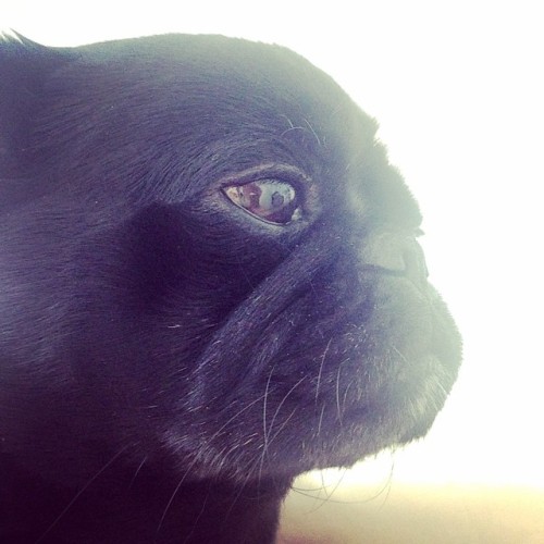 ilovepugs4ever:  Follow Dog Quotes.
