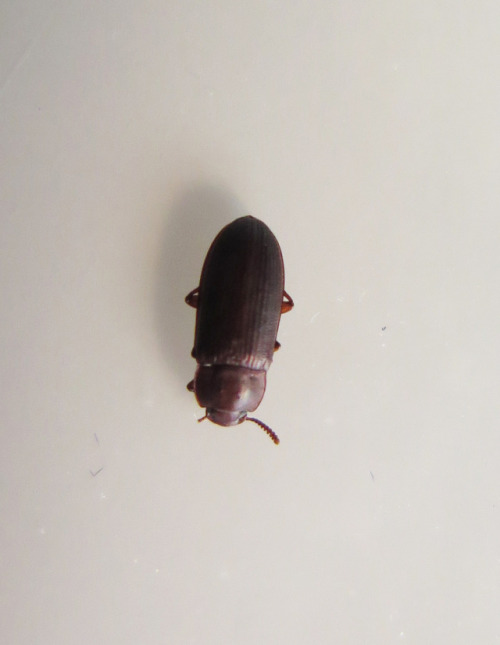 Pests. Every museum has them. This flour beetle, likely a confused flour beetle or red flour beetle,