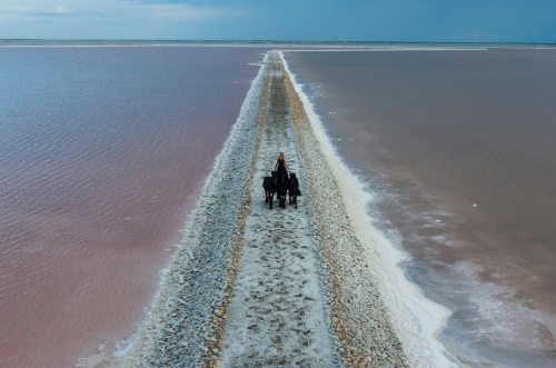 excdus: TransHumance   Centaure aux Salins, 2013