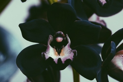 Black OrchidWWW.SH8NA.TUMBLR.COM