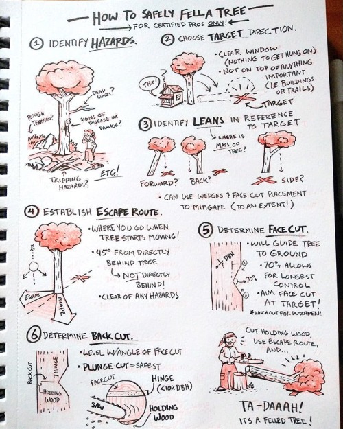 A little diagram I drew about felling trees after chainsaw training a few weeks back to help me soli