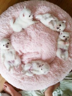 awwww-cute:  a circle of aww 