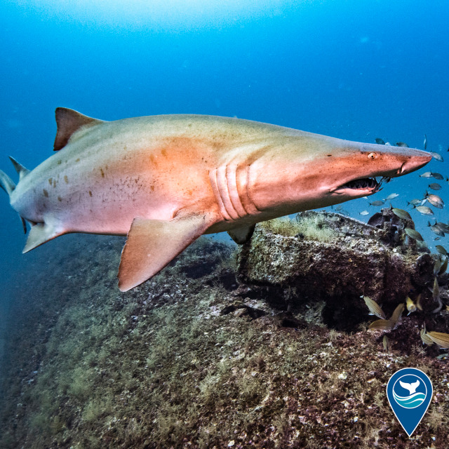 Sand tiger shark swims over a shipwreck