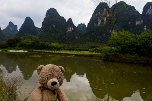 adventureswithteddy:Teddy takes a moment to enjoy the Karst mountains of south east China. Through f