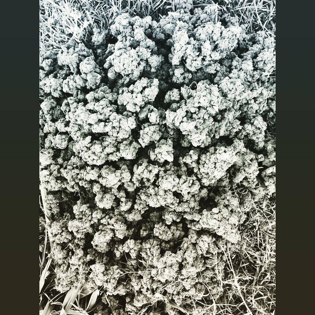 #molehill #antioch #eastcounty