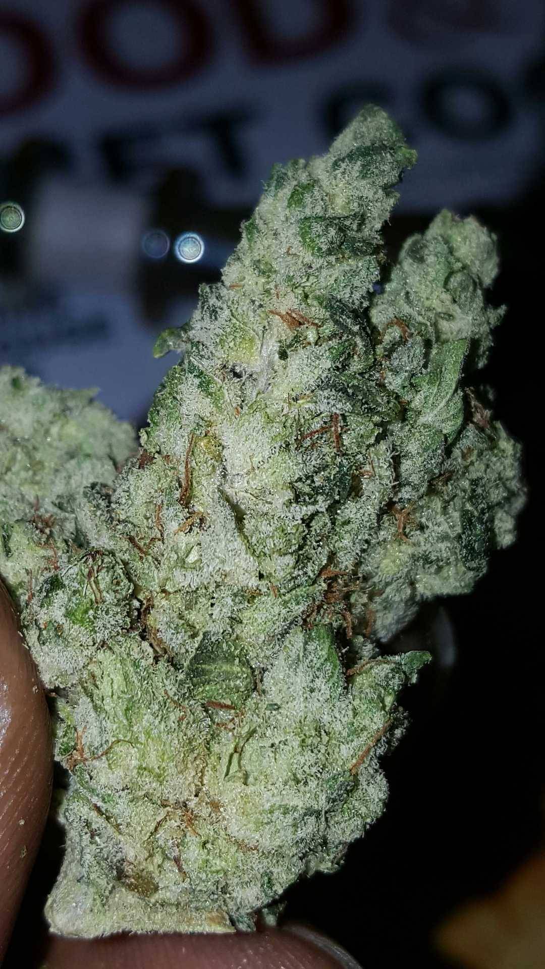 shelovesplants:  chocolateleo420:  This is so pretty and frosty as hell yo!!! Come