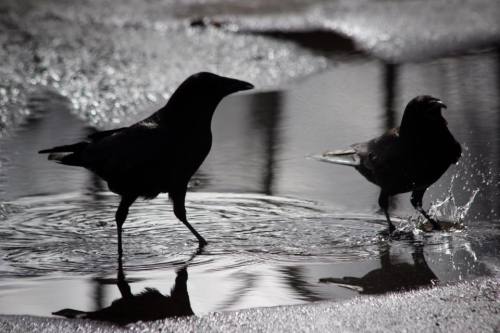 eilansworld: The Crowtographer