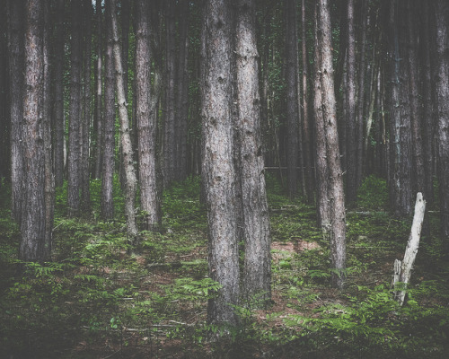 ancientdelirium: fear not this forest by Colin Gallagher on Flickr.
