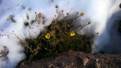 I felt complete joy at seeing these pretty little things on top of the mountain. (X)