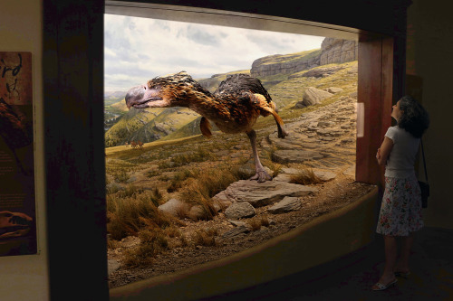 bluerhinostudio:We know you want to see more of our Terror Bird diorama…Flesh reconstruction 