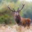 deer-with-glasses