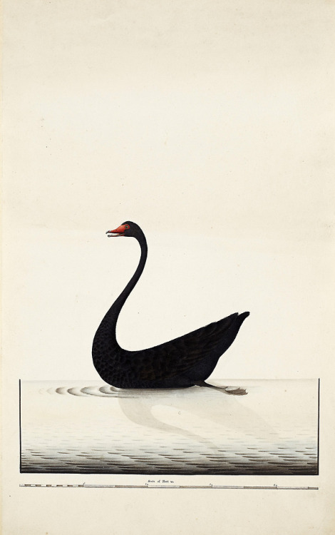 c86:Sydney Bird Painter (Artist Unknown) - Black Swan, c. 1790
